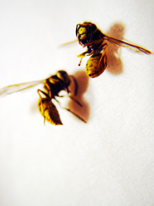 Two Bees, Or Not Two Bees… by drp, on flickr